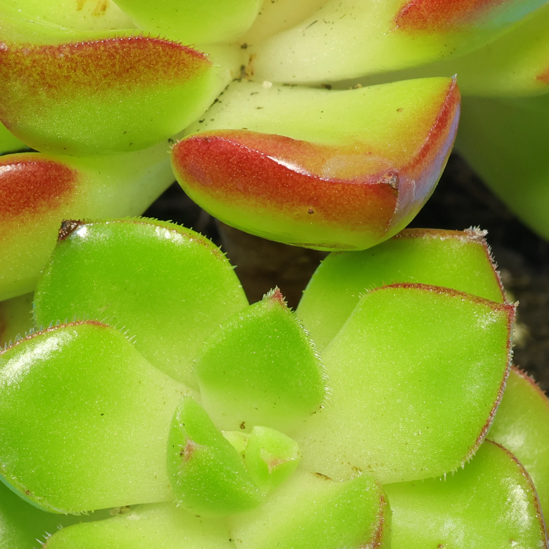 × Sedeveria Letizia