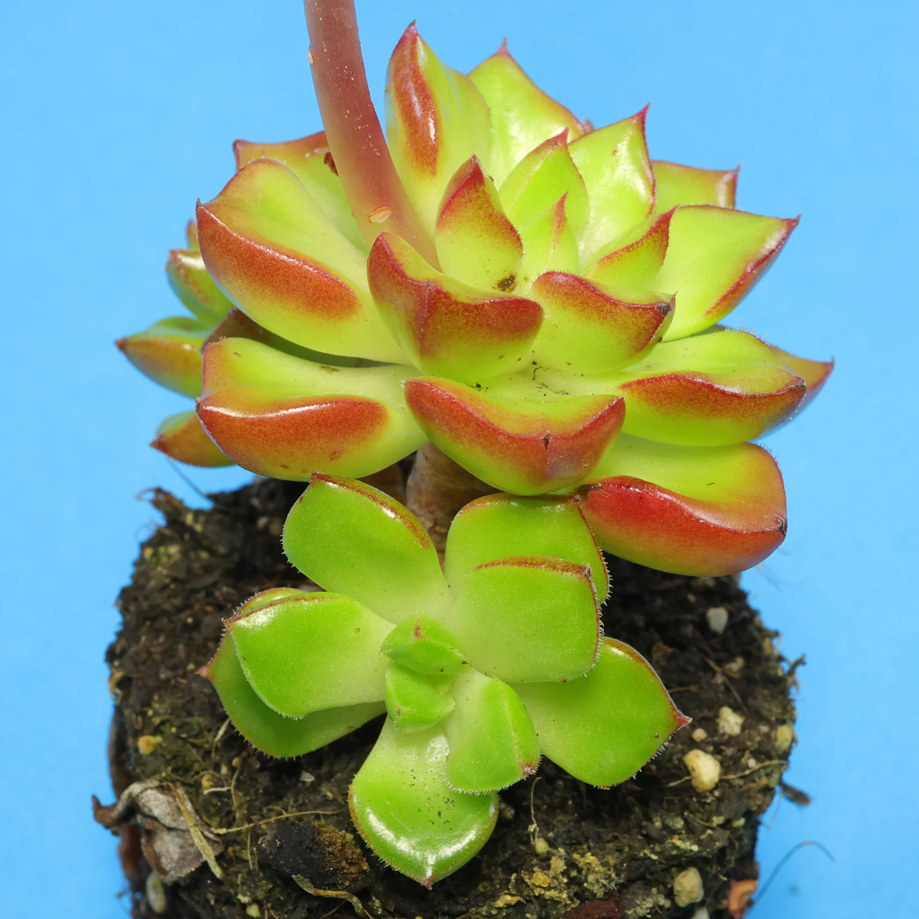 × Sedeveria Letizia