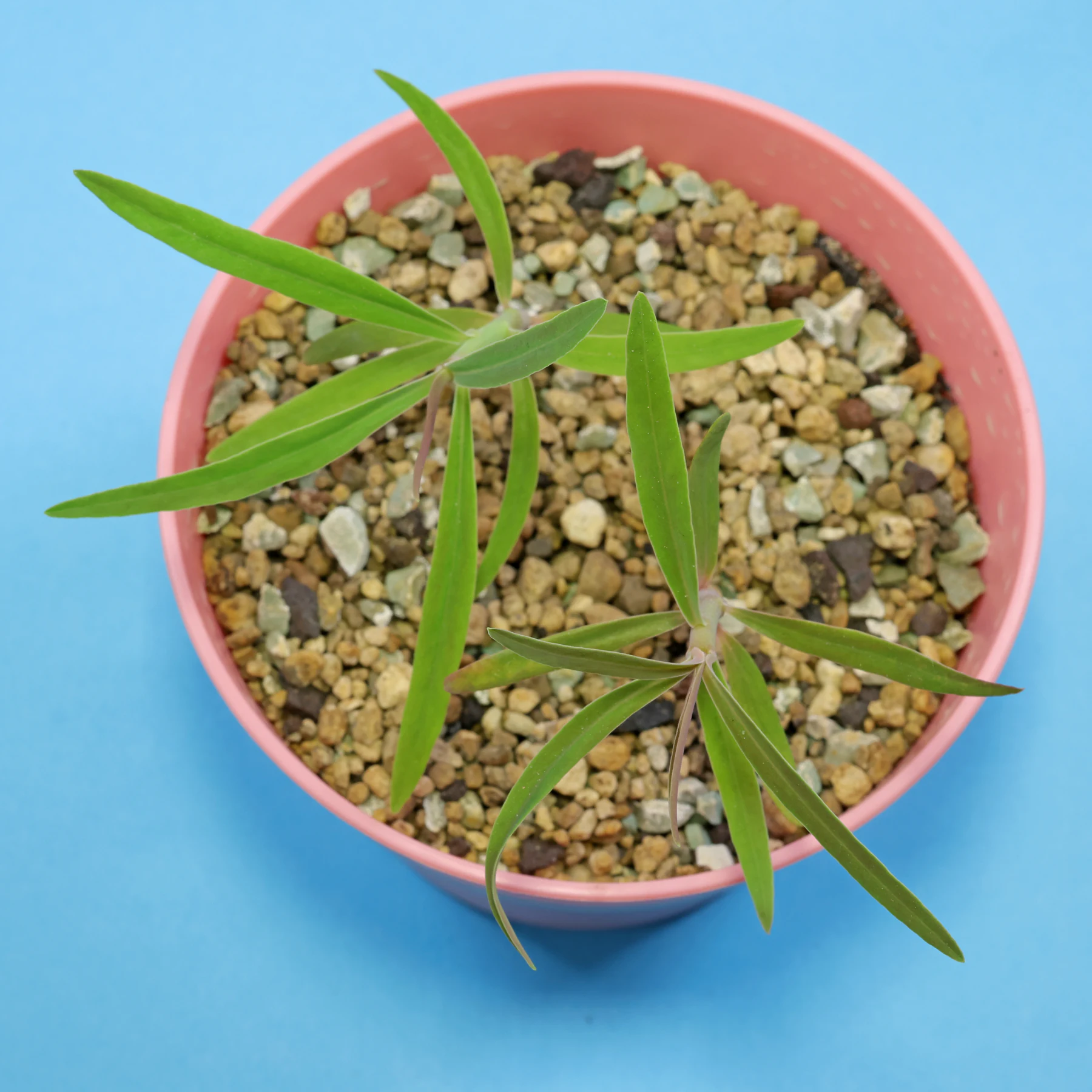 Euphorbia atropurpurea tabaiba mejorera