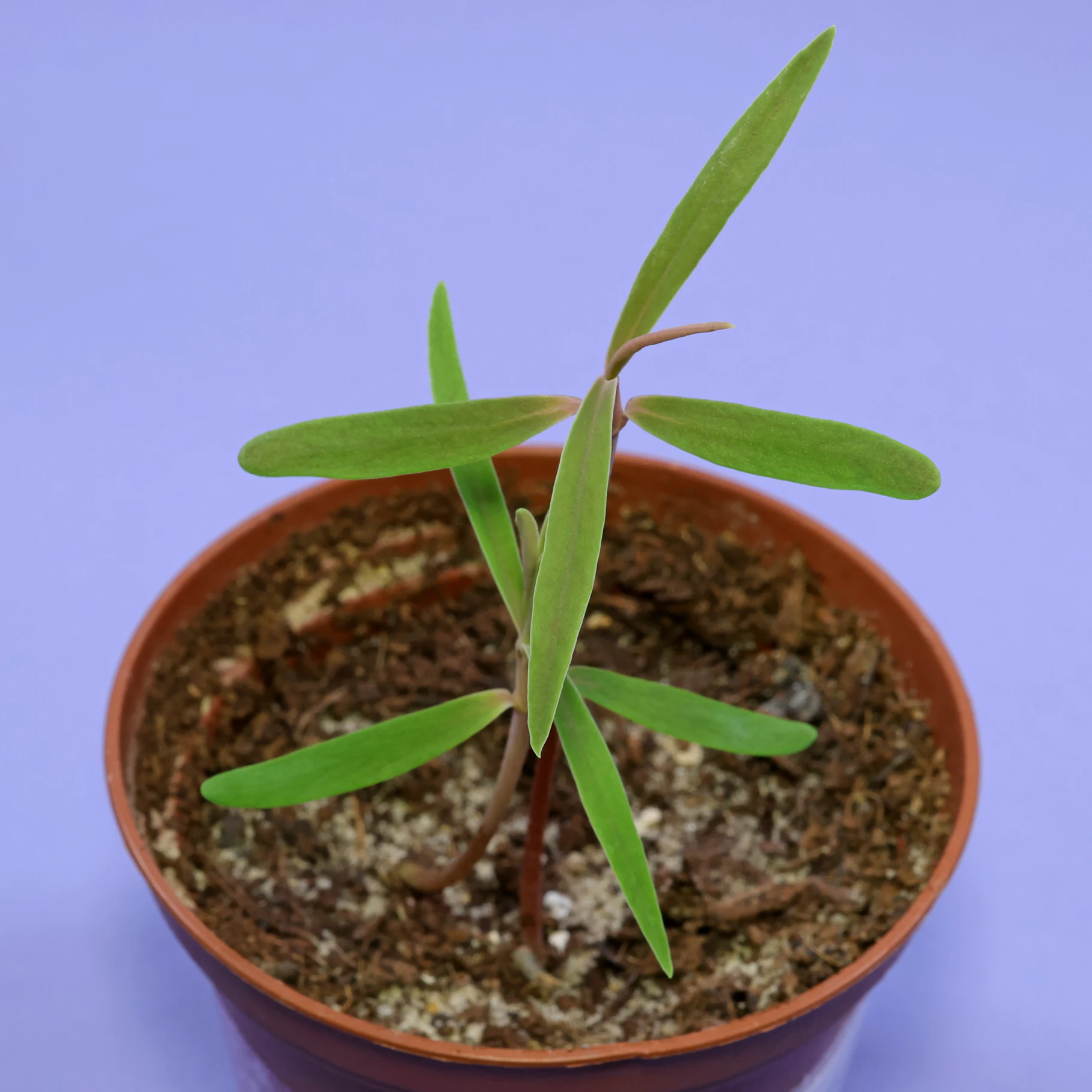 Plántulas de Euphorbia atropurpurea