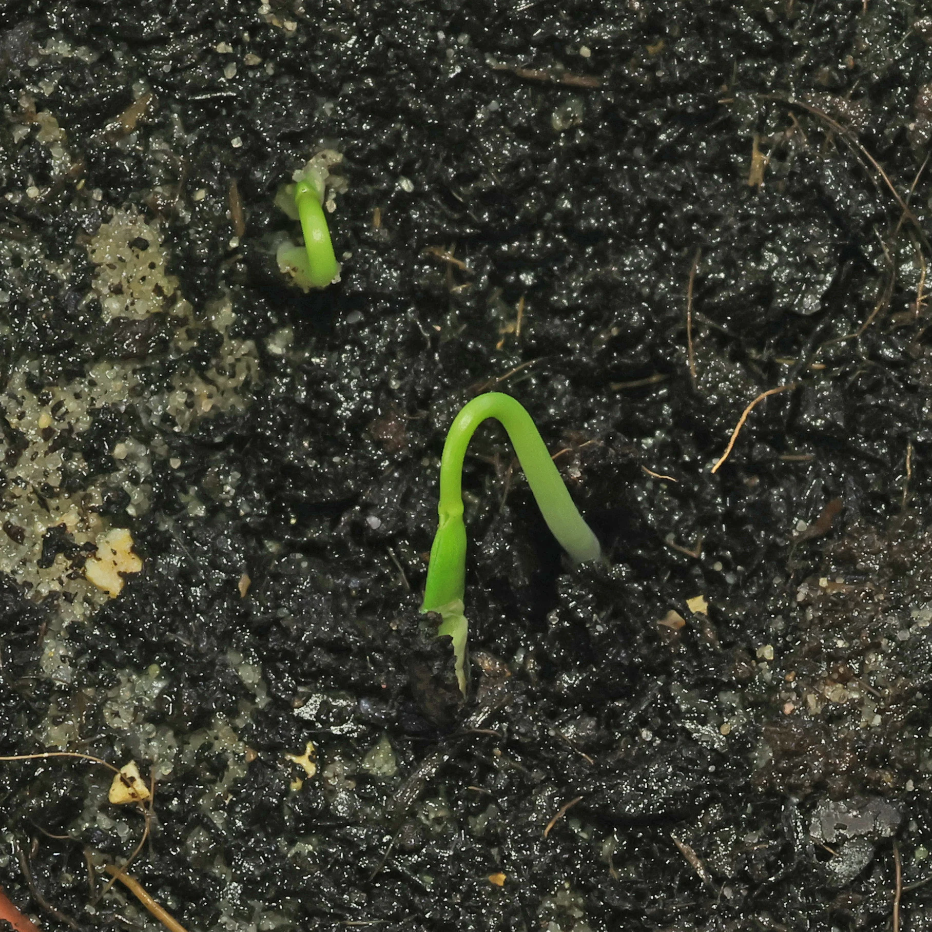 semillas de Euphorbia atropurpurea germinan