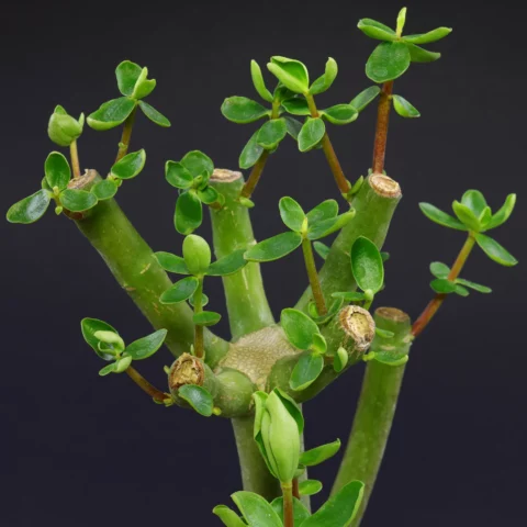 Peperomia inaequalifolia