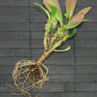 Euphorbia milii