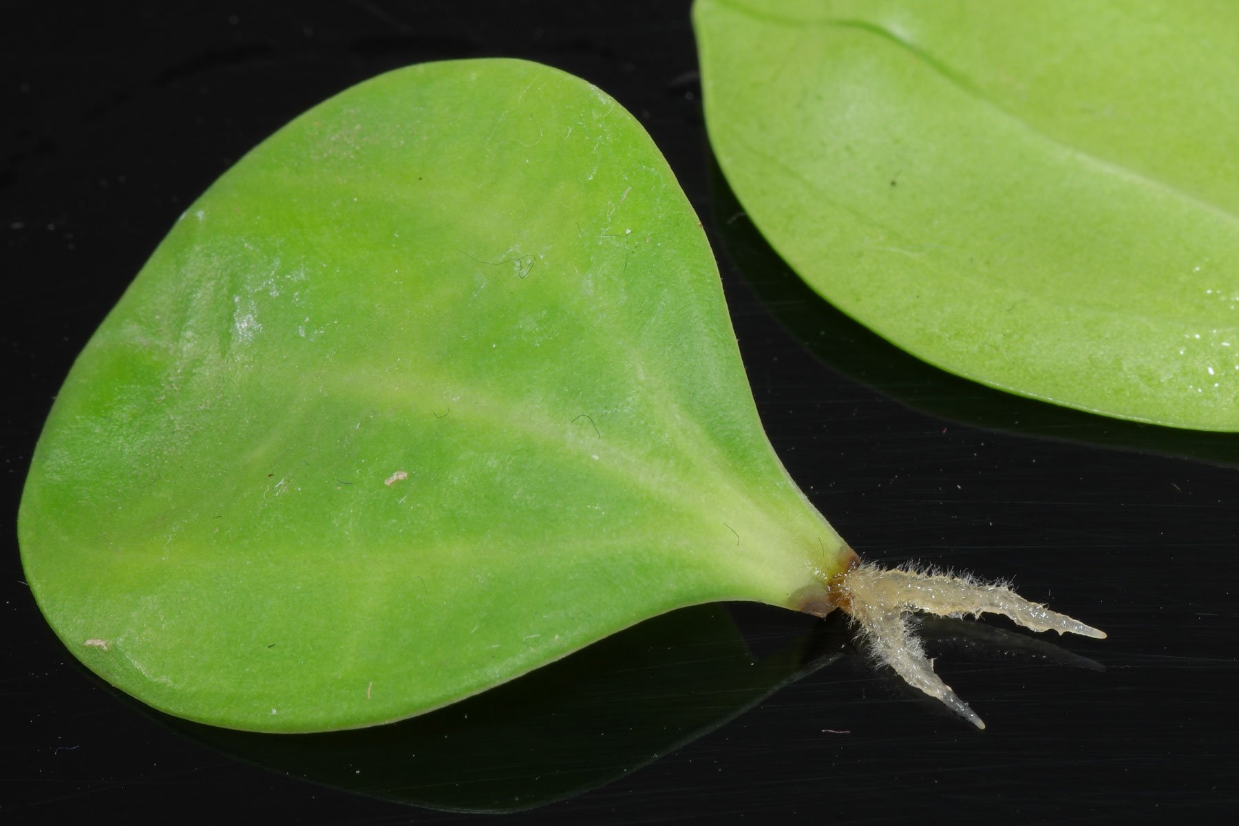 Esquejes de hojas de Peperomia pereskiifolia