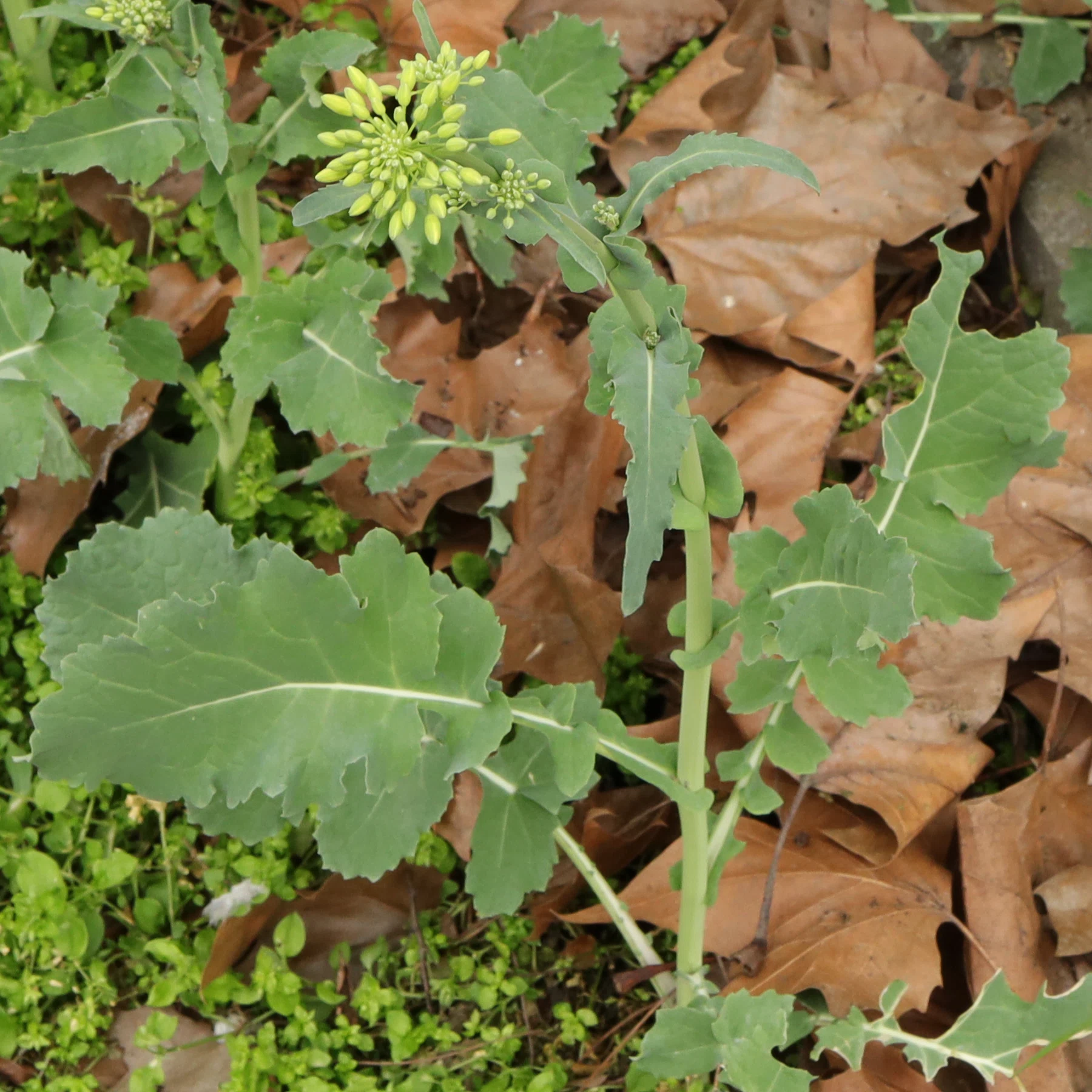 Brassica napus