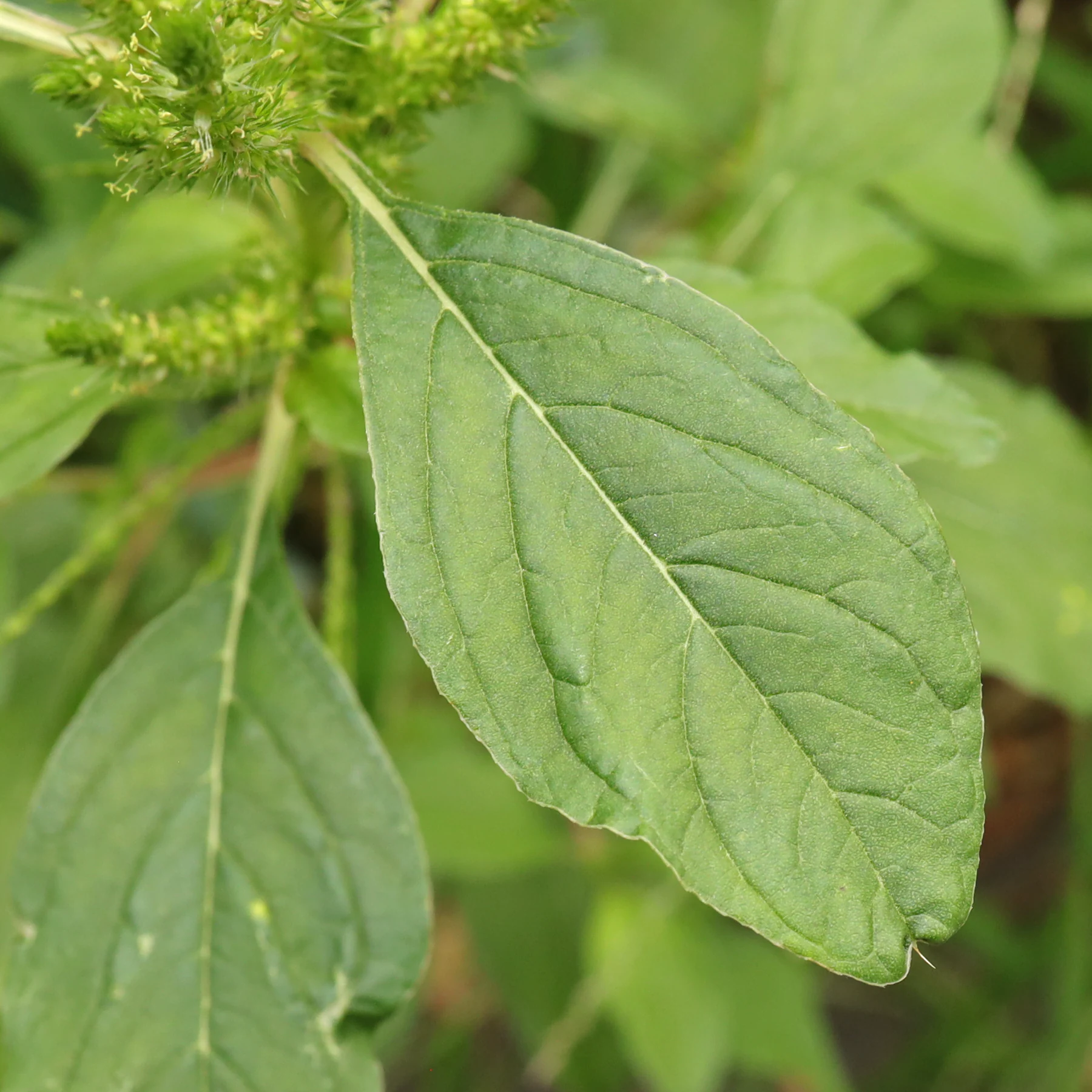 Amaranthus powellii 6
