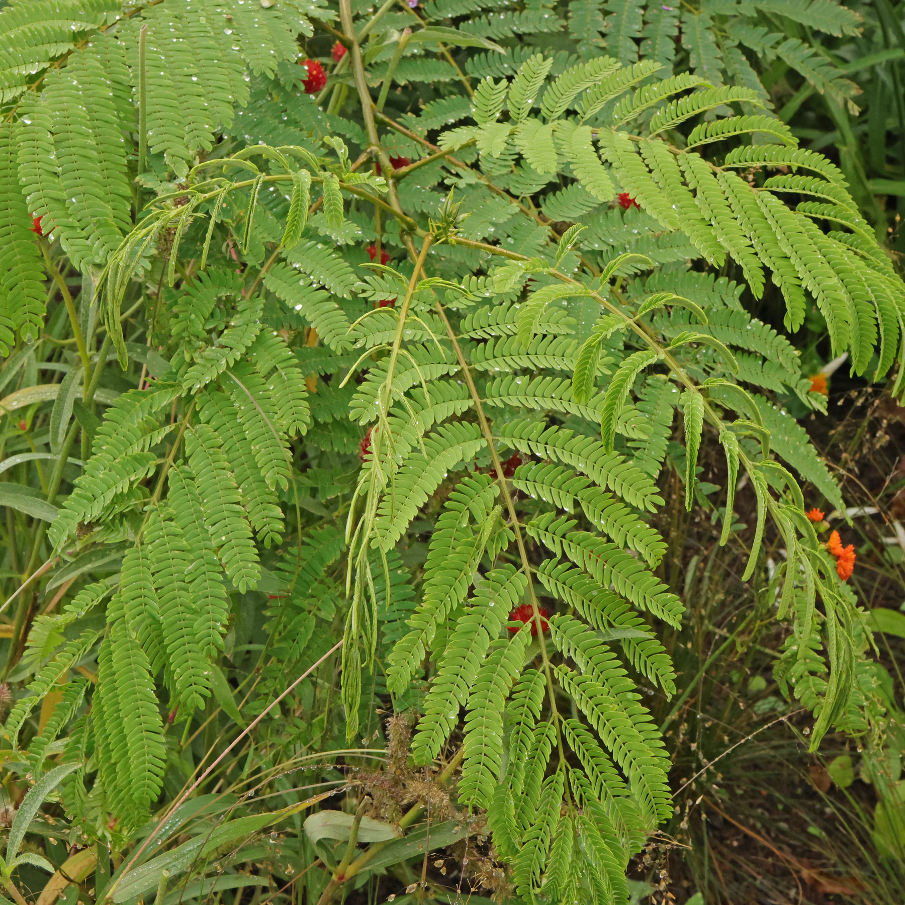 Albizia julibrissin cv 5