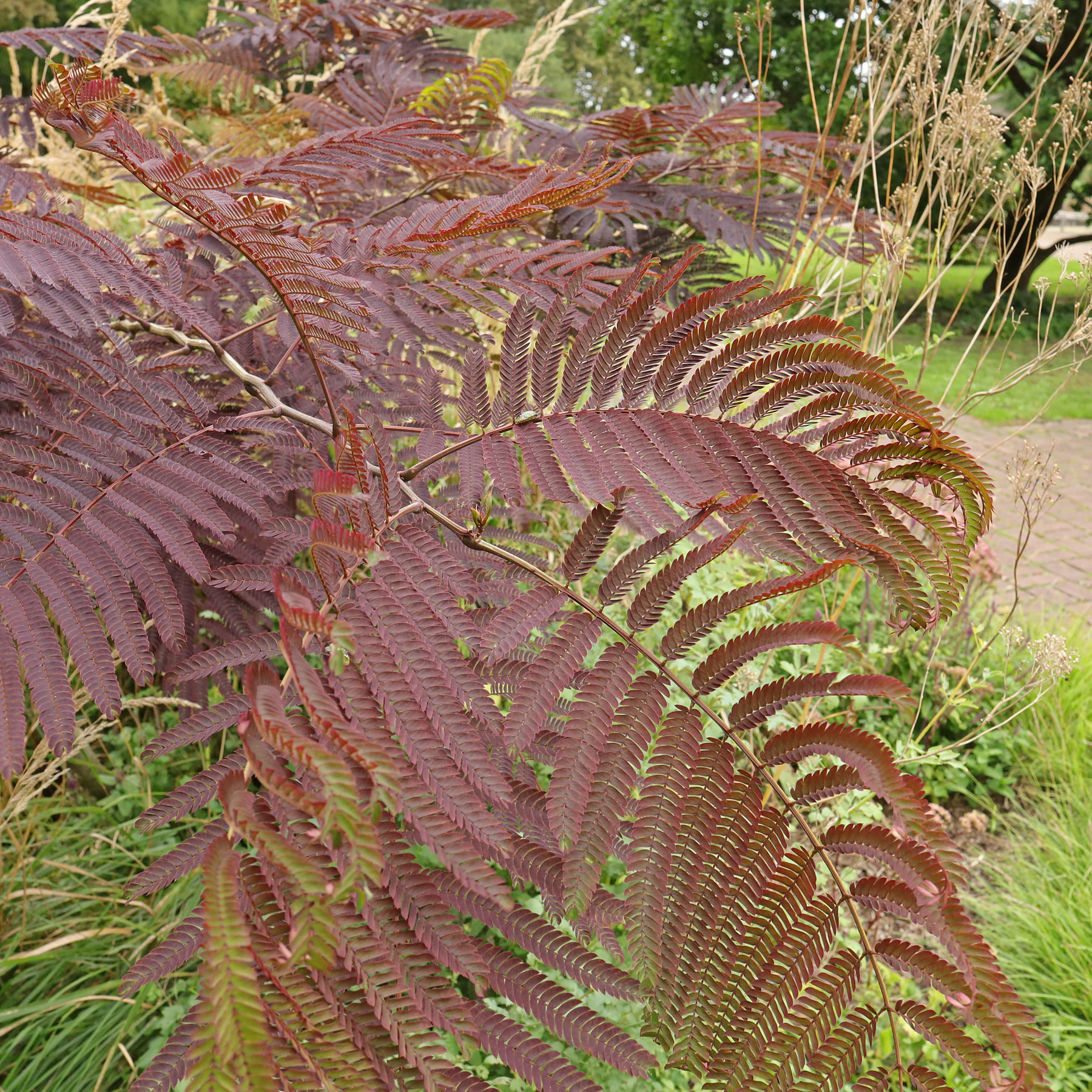Albizia julibrissin cv 7