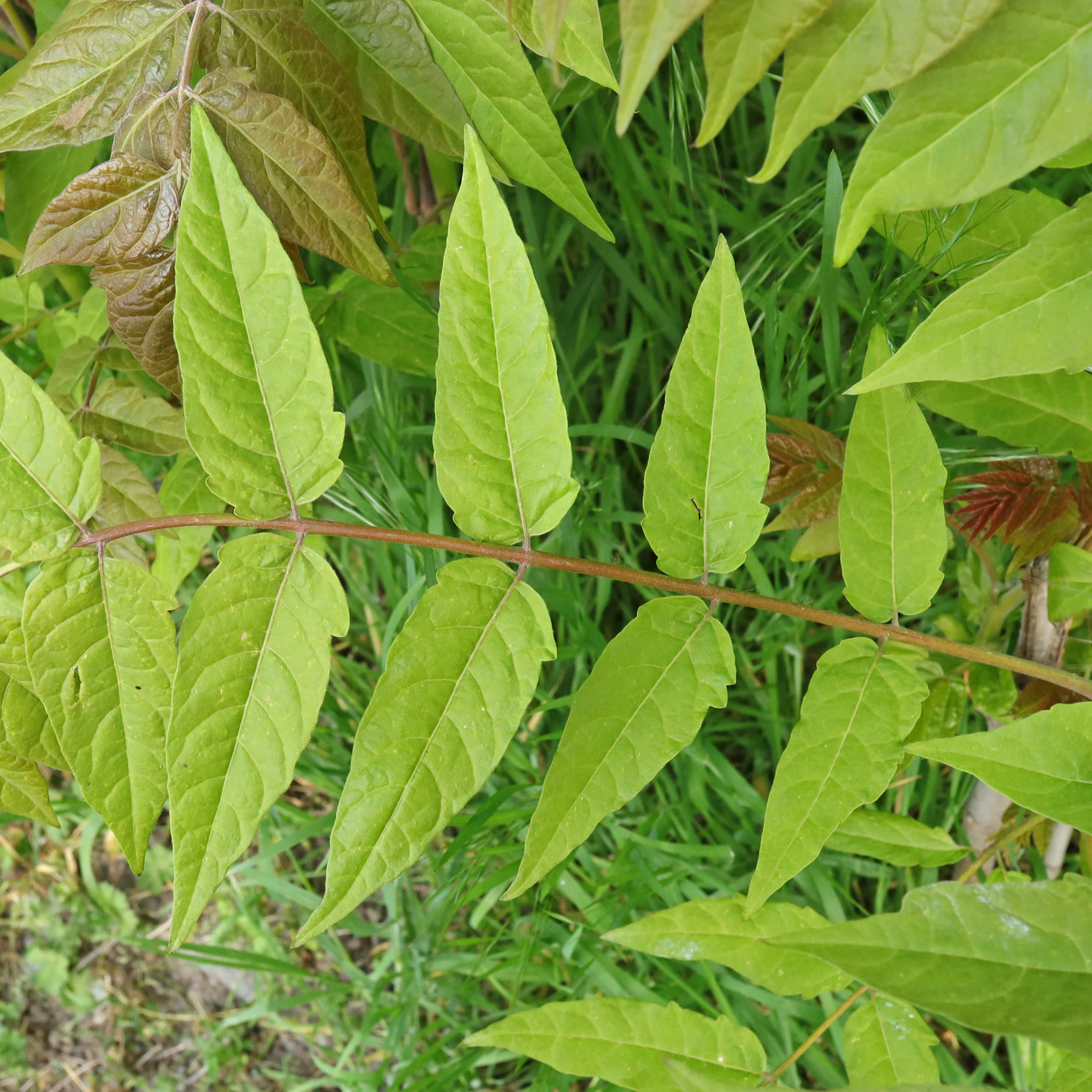 Ailanthus altissima
