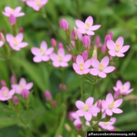 centaurium erythraea