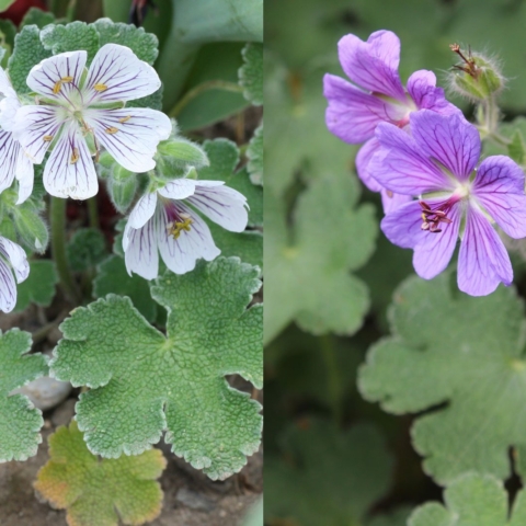 Geranium renardii