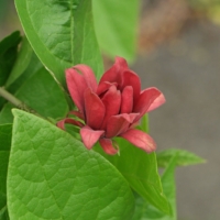 Calycanthus floridus