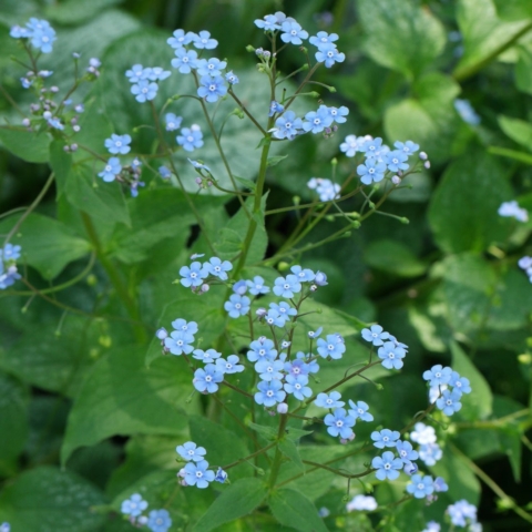 Brunnera macrophylla