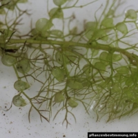 utricularia vulgaris
