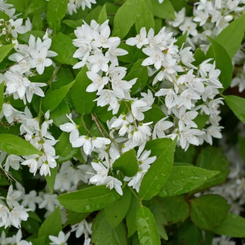 Deutzia gracilis