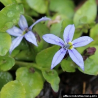 isotoma fluviatilis