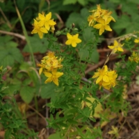 Hypericum perforatum
