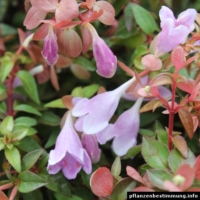 Abelia x grandiflora