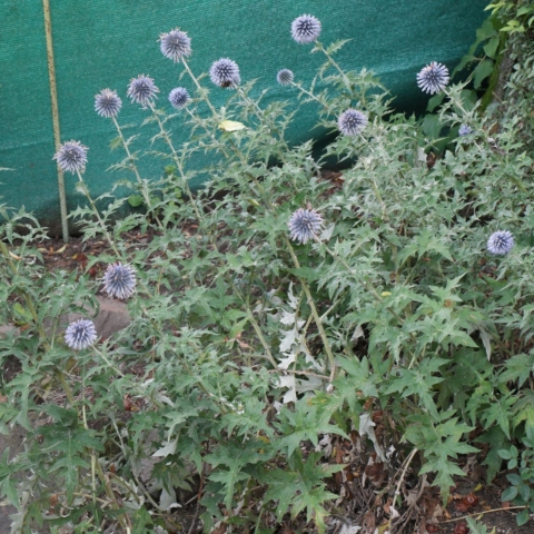 Echinops bannaticus