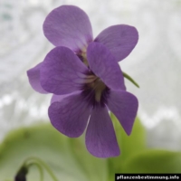 Pinguicula