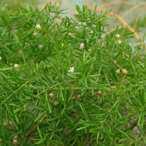 Esparraguera