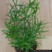 Asparagus falcatus