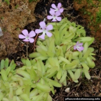 Pinguicula-Hybride