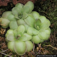 Pinguicula laueana
