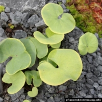Utricularia reniformis