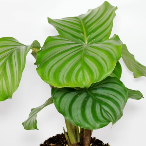 calatea