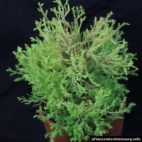 Thuja occidentalis Rheingold