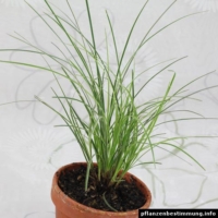 Carex brunnea