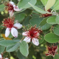 Acca sellowiana