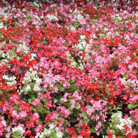 Begonia × semperflorens-cultorum
