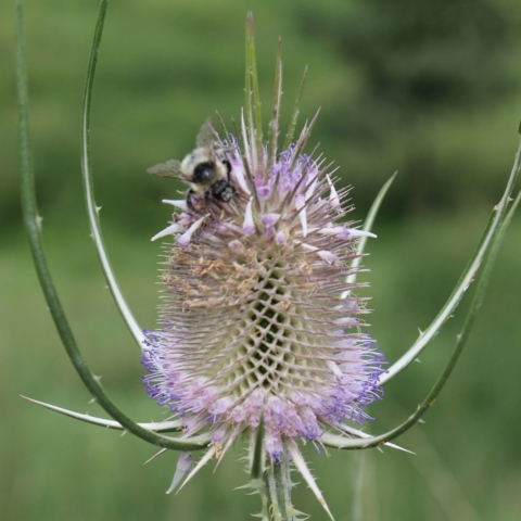 Dipsacus fullonum
