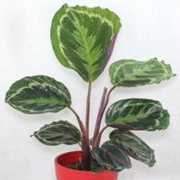 Calathea roseopicta