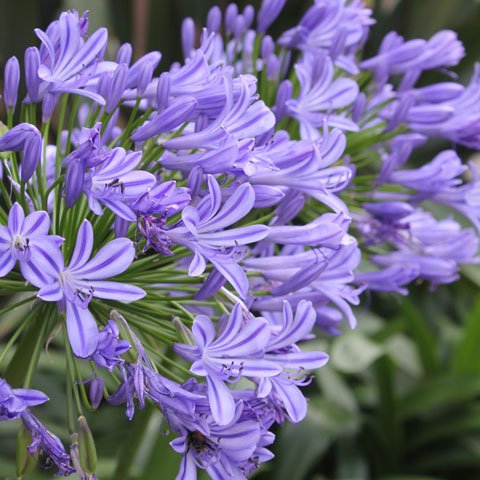 Identificación de plantas flores de color azul y morado