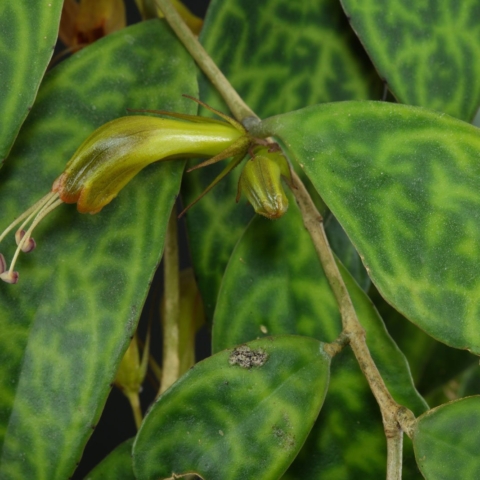 Aeschynanthus longicaulis