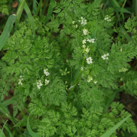 Anthriscus caucalis