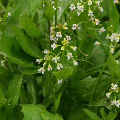 Calepina irregularis