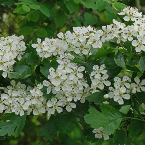 Crataegus monogyna