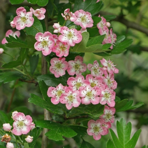 Crataegus monogyna cv.