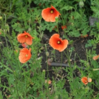 Papaver dubium