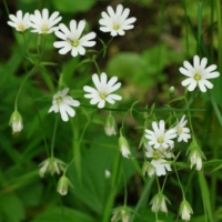 estrellada