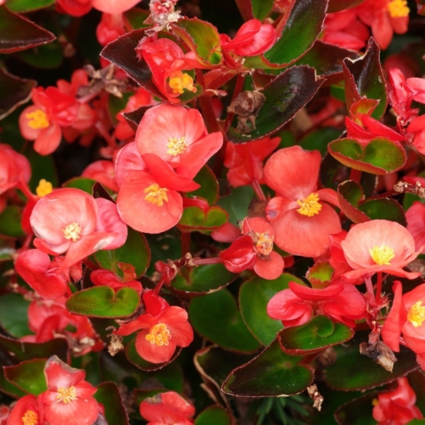 Begonia × semperflorens cv.