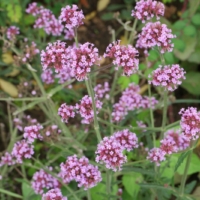 Verbena de Buenos Aires