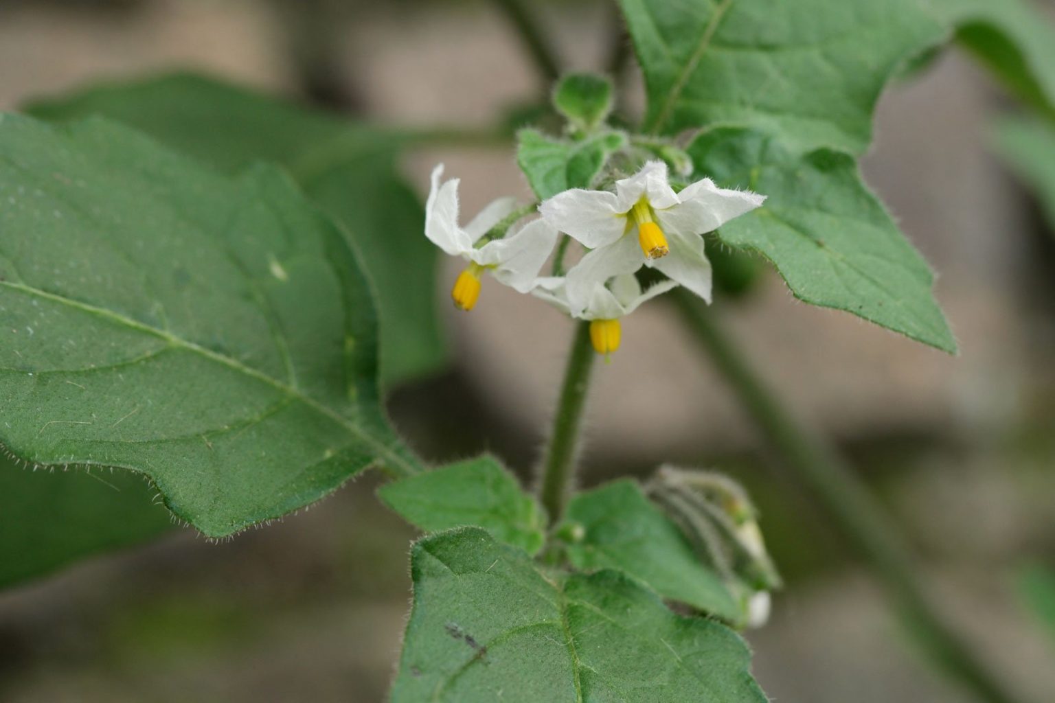 Solanum evolvulifolium