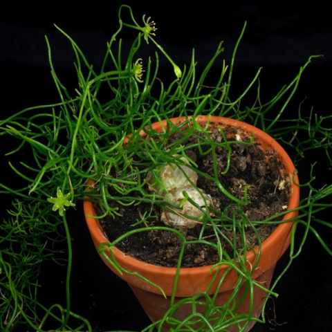 Cebolla trepadora