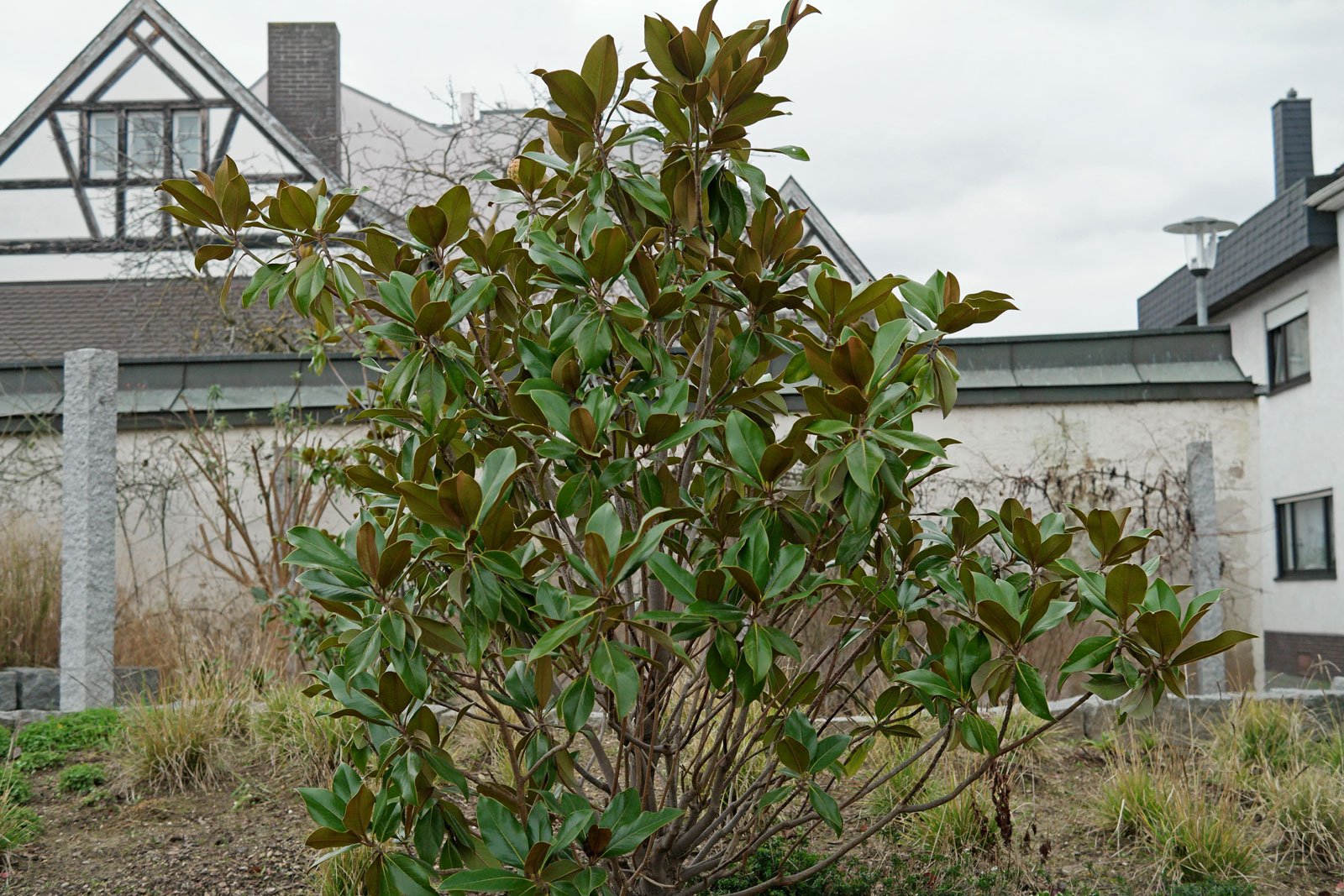 Magnolia común
