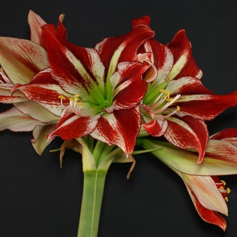Amaryllis Ambiance